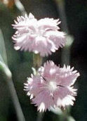 Dianthus fragrans 