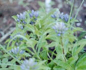 Gentiana cruciata
