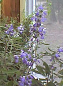 Grape Sage (Salvia melissodora)