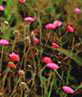 Knautia macedonica