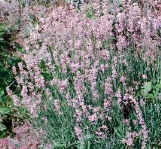 Lavender rosea