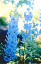 Delphinium seedlings