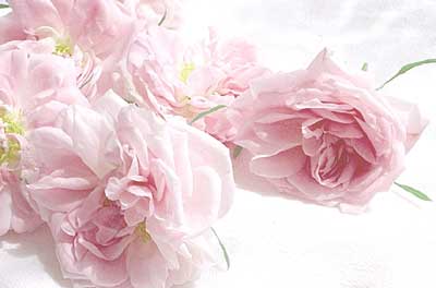 Mom's Rose