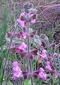 Salvia recognita