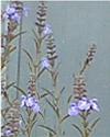 Salvia azurea