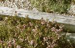 Rock garden thymes